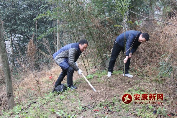 3��11�գ����޿hֱ�C�P(gu��n)300���˅����x��(w��)ֲ��������(d��ng)����ֲ���˘�1400�á�ԓ�hӋ������G������6.2�f�������д�����