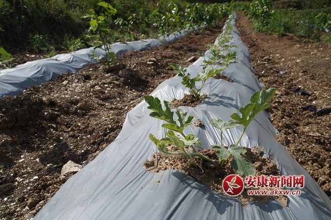 ��һ������L��(sh��)ϲ�����Y���ֽ�B���@��һ�N�� �����۵ă�(y��u)�|(zh��)����Ʒ�N��Ŀǰ�Ј�(ch��ng)ϡȱ���ۃr(ji��)����(hu��)������ͨƷ�N���ϡ�.JPG