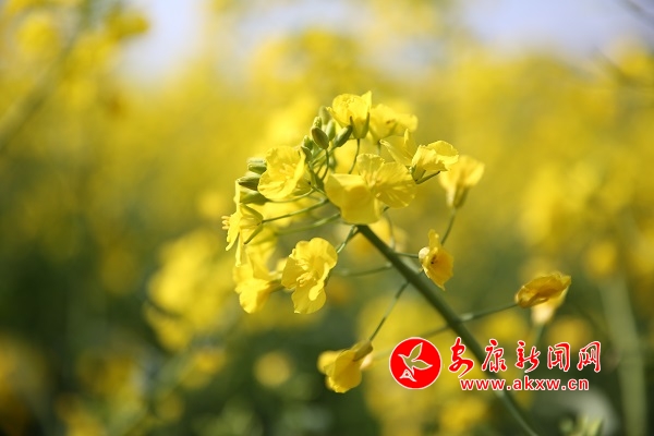 ����Ͳ˻���