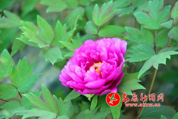 Ψ��ĵ�����(gu��)ɫ