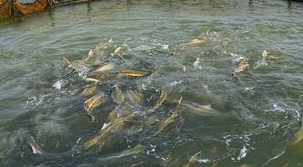 ���B(y��ng)�~(y��)��(sh��)ӛ��Ѧ����