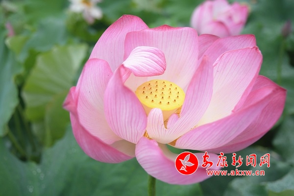 ǧ���ɻ���(j��ng)��`��