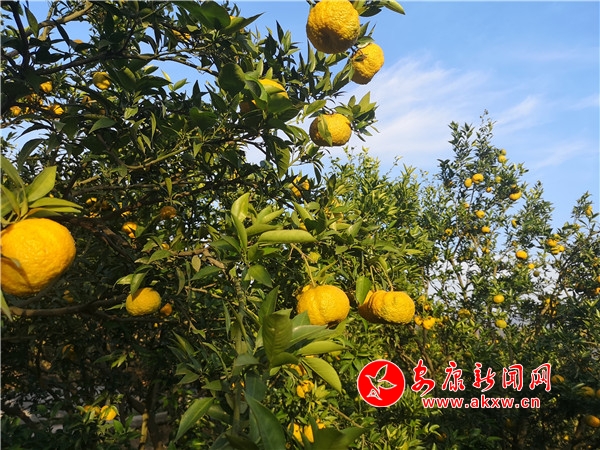 Ѯ�(y��ng)�h�κ��(zh��n)�����{�^��ϲ�@�S��