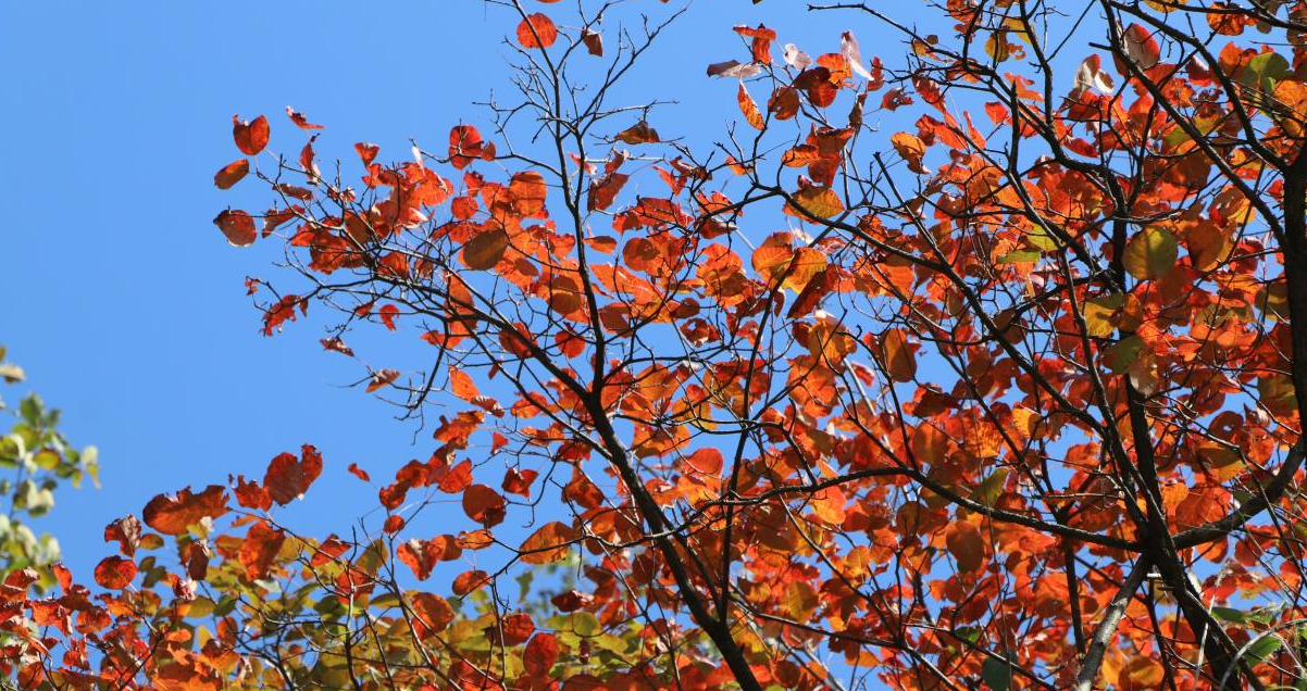 �Mɽ�t�~�Ʋ�ϼ