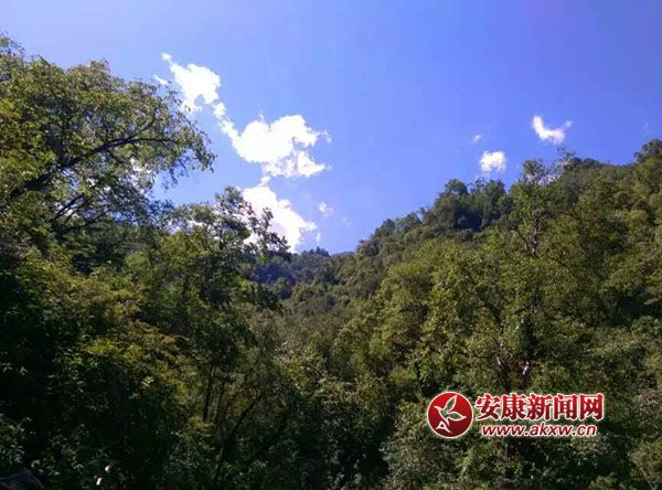 �{���µ�ɭ��