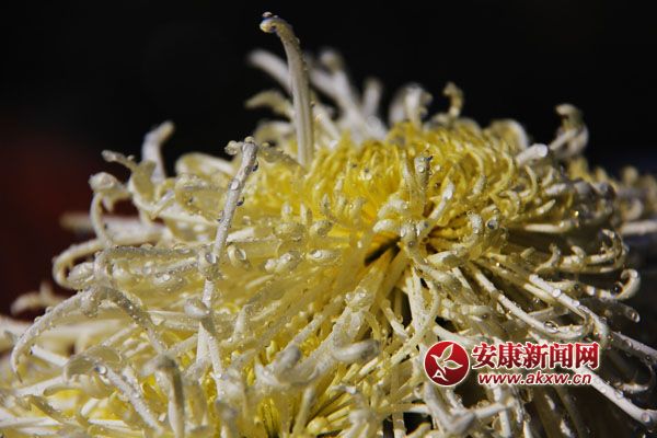 9���ջ���������ʢ�_�����������������Ƣ������ӭ�L(f��ng)ŭ�ţ�׿Ȼ���������S�ٻ�ͬ�ݣ����c�ٻ����������c�������s�����c�ĺɠ��G