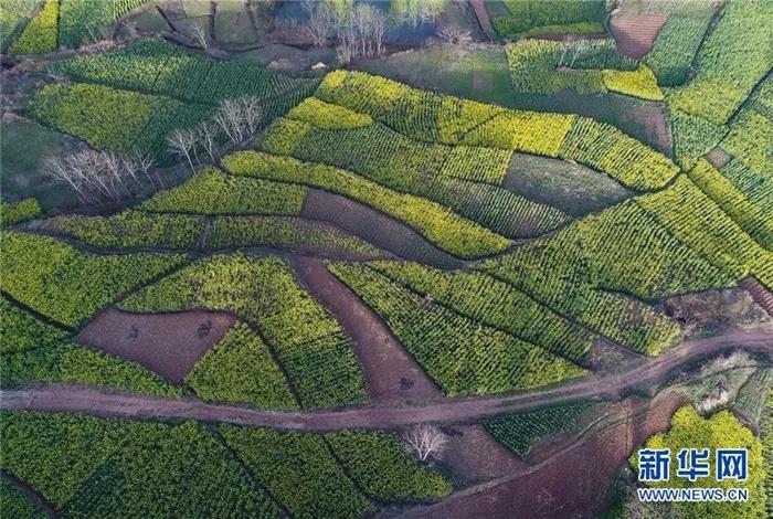 ���ģ��hꎽ�ɫ�Ͳ˻���