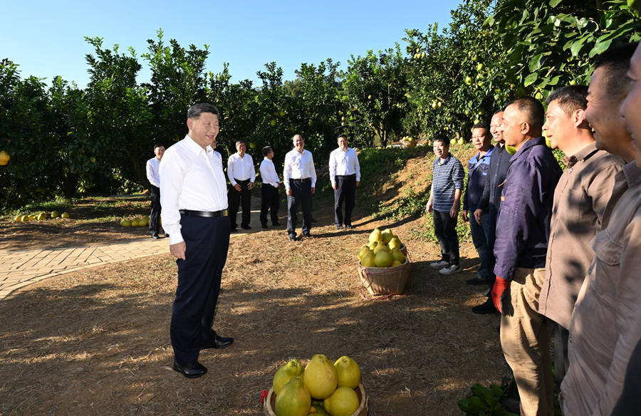 2025年11月7日，習近平總書記在梅州市梅縣區(qū)雁洋鎮(zhèn)南福金柚種植基地考察時，同果農和農技人員親切交流。